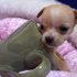 Chihuahua Cachorros Disponível - Animais de estimação - Aveiro - Açores
