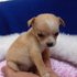 Chihuahua Cachorros Disponível - Animais de estimação - Aveiro - Açores