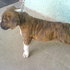 Cachorro American Staffordshire Terrier
