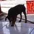 Dsc00239_thumb