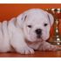 AKC Bulldog Inglés cachorros disponibles AHORA