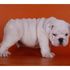 AKC Bulldog Inglés cachorros disponibles AHORA - Pichincha - Quito