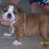 AKC Bulldog Inglés cachorros disponibles AHORA - Pichincha - Quito