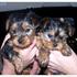 Giraço Yorkie cachorros para adopção 