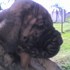 CUBAN MASTIFF