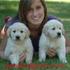 Golden_retriever_thumb