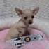 linda y excelente chihuahua cachorros listos para ir