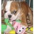 Bulldog puppies for sale