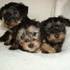 Adorable Teacup Yorkies For Free Offer