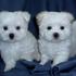Lovely Maltese Puppies For Free Adoption