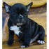 excelente camada de bulldog frances