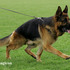 PASTORES ALEMÃES - CACHORROS - CANIL VALL DU PAÇO - Animais de estimação - Aveiro - Açores