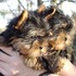 cute lovely t-cup yorkies for adoption
