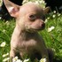 Filhotes de cachorro da chihuahua da celebridade