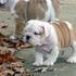 Puppies_thumb
