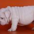 Adorable Inglês bulldogs cachorros para dar para fora, para aprovaç