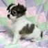 Chihuahua cachorros 13 semanas
