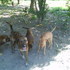 Mamena_foto_629_thumb