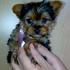 Yorkshire Terrier super miniatura