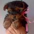 Yorkshire Terrier super mini