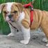 Lovely Inglês bull cachorros filhotes para adoção - Animais de estimação - Aveiro - Açores