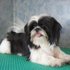 Shih Tzu cachorros para adopção