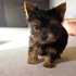 pequeno cachorro yorkie para adoção.