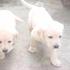 Cachorros_thumb