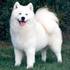 Perro_samoyedo_thumb