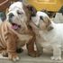 AKC AWESOME ENGLISH BULLDOG PUPPIES FOR ADOTION