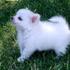 Pedigree dois lindos filhotes Chihuahua para adoção,
