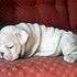Adorable Inglés bulldog cachorros para darles en adopción