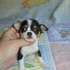 chihuahua cachorros para adopção
