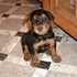 AIREDALE TERRIER, AIRDAL TERRIER, AIRDALE TERRIER, COLOMBIA