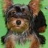 cachorro Yorky lindo para rehoming