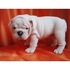 Bulldog Inglês para adopção Saudável livre