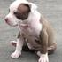 vendo cachorros pitbulls padres de buena linea