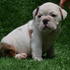 Adorable englishbulldog pronto para adopção