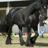caballo gitano para la venta 900€