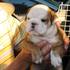 Bulldog_ingles_noviembre_004_thumb