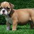 bulldog cachorros machos y hembras para la venta