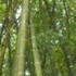 INVERSION, FORESTAL Y AMBIENTAL PARA SU SUSTENTO