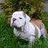 Inglês bulldog cachorros 