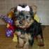 Tea Cup Yorkie Puppies For Free Adoption. 