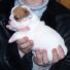 Adorable Inglês bulldog cachorros para adopção