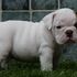Points Bulldog Inglês filhotes para adoção