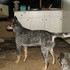Pastor Australiano (Blue Heeler)