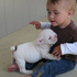 Bulldog Inglês adorável cachorrinho agora disponíveis para adoção 