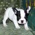 Adorable Bulldog Francés cachorros para su aprobación 