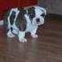 Inglês bulldog cachorros para livre
